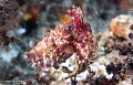 Cuttlefish/Photographe with a 60 mm macro lens at Lembeh Indonesia. Cuttlefish/Photographe with a 60 mm macro lens at Lembeh Indonesia.