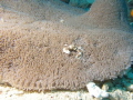 Spotted Anemone Porcelain Crab Neopetrolisthes maculatus maculata on the way Spotted Anemone Porcelain Crab Neopetrolisthes maculatus maculata on the way