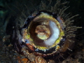 A tiny baby Common Octopus Octopus vulgaris is making it s home in a discarded bottle. A tiny baby Common Octopus Octopus vulgaris is making it s home in a discarded bottle.