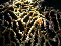 orange pygmaea seahorse orange pygmaea seahorse