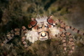 Boxer crab Lybia tessellata
Ambon Indonesia Boxer crab Lybia tessellata
Ambon Indonesia