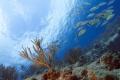 Jardines reef garden Playa del Carmen Jardines reef garden Playa del Carmen