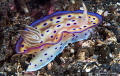 Goniobranchus kuniei flapping its mantle/Photographed with a Canon 60 mm macro lens in Lembeh Indonesia. Goniobranchus kuniei flapping its mantle/Photographed with a Canon 60 mm macro lens in Lembeh Indonesia.
