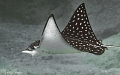Spotted Eagle Ray/Photographed at La Paz, Mexico.