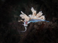 Beautiful Dondice Occidentalis Nudibranch with a pink heart on it's 