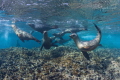 Sea Lions Playing in the Reef Bahia Magdalena Mexico Sea Lions Playing in the Reef Bahia Magdalena Mexico