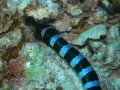 Venomous Sea Snake Facts Hydrophiinae and Laticaudinae Venomous Sea Snake Facts Hydrophiinae and Laticaudinae
