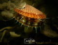 Wijde mantel aecuipecten opercularis Wijde mantel aecuipecten opercularis