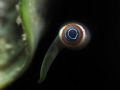 Florida Fighting Conch Eye, Strombus alatus