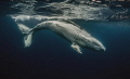 A playful humpback whale rolls and frolics just below the surface of the water in Ha'apai, Kingdom of Tonga.
