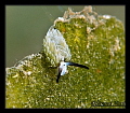 Costaciella Costaciella