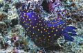 Felimare californiensis/Photographed with a Canon 60 mm macro lens at Cabo San Lucas Mexico Felimare californiensis/Photographed with a Canon 60 mm macro lens at Cabo San Lucas Mexico