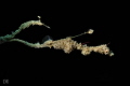 Lembeh Seadragon Kyonemichthys rumengani Lembeh Seadragon Kyonemichthys rumengani