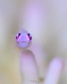 PINK EYE GOBY
Anilao Photo Academy
Anilao Philippines
Camera Nikon z7 SMC1
Lens Nikon 105mm
Housing Nauticam housing
Strobe Inon z240 x2
Settings iso8 F10 1/200 PINK EYE GOBY
Anilao Photo Academy
Anilao Philippines
Camera Nikon z7 SMC1
Lens Nikon 105mm
Housing Nauticam housing
Strobe Inon z240 x2
Settings iso8 F10 1/200