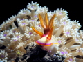 Chromodoris Iba Tulamben Bali WonderDiveBali Chromodoris Iba Tulamben Bali WonderDiveBali