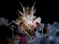 Tiger Shrimp Tulamben Bali WonderDiveBali Tiger Shrimp Tulamben Bali WonderDiveBali