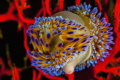 Gas flame nudibranchs occur on both sides of the Cape Peninsula. They are highly variable in color from pale yellow to dark blue tips. They feed on bryozoans and are the hallmark of The Cape Peninsula s Nudibranchs.
Gas flame nudibranchs occur on both sides of the Cape Peninsula. They are highly variable in color from pale yellow to dark blue tips. They feed on bryozoans and are the hallmark of The Cape Peninsula s Nudibranchs.