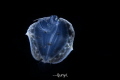 Black water dive in Anilao Philippines. If you rotate the pix 90 degrees it s a flounder fish. But the marks on it s body make the fish look like a lady face with long eyebrows. Black water dive in Anilao Philippines. If you rotate the pix 90 degrees it s a flounder fish. But the marks on it s body make the fish look like a lady face with long eyebrows.