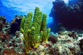 Coral a green sponge in the Caribbean Sea. Cozumel. Coral a green sponge in the Caribbean Sea. Cozumel.