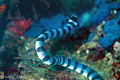 Yellow Lipped Sea Krait/Photographed with a Canon 60 mm macro lens at Puerto Galera Philippines. Yellow Lipped Sea Krait/Photographed with a Canon 60 mm macro lens at Puerto Galera Philippines.