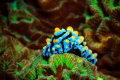 Nudibranchs are a group of soft bodied marine molluscs. Nudibranchs are a group of soft bodied marine molluscs.