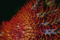 Crown of thorns beautiful but destructive Crown of thorns beautiful but destructive