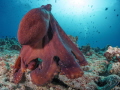 Not too shy octopus Not too shy octopus