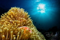 Did you know that clownfish Nemo have many relatives in different parts of the world Did you know that clownfish Nemo have many relatives in different parts of the world