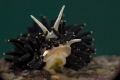 Nudibranch Phestilla melanobrachia Nudibranch Phestilla melanobrachia