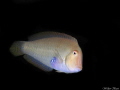Xyrichtys novacula Xyrichtys novacula