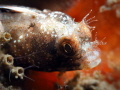 Roughhead Blenny Acanthemblemaria aspera Roughhead Blenny Acanthemblemaria aspera