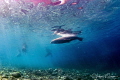 Sea Lion With Bubbles/Photographed with a Tokina 10 17 mm fisheye lens at San Pedro Nolasco in San Carlos Sonora Mexico Sea Lion With Bubbles/Photographed with a Tokina 10 17 mm fisheye lens at San Pedro Nolasco in San Carlos Sonora Mexico