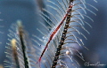 Brownstripe hydroid shrimp/Photographed with a Canon 60 macro lens and SMC 1 at Puerto Galera Philippines Brownstripe hydroid shrimp/Photographed with a Canon 60 macro lens and SMC 1 at Puerto Galera Philippines