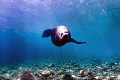 Hello There /Sea lion photographed with a Tokina 10 17 mm fisheye lens at San Pedro Nolasco in San Carlos Sonora Mexico Hello There /Sea lion photographed with a Tokina 10 17 mm fisheye lens at San Pedro Nolasco in San Carlos Sonora Mexico