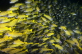 Massive school of snapper up close Massive school of snapper up close