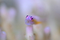 Pink eye goby yawling on the coral. Shot by Nikon Z7 with 105mm macro plus nauticam SMC1. Pink eye goby yawling on the coral. Shot by Nikon Z7 with 105mm macro plus nauticam SMC1.