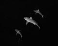 A group of Galapagos sharks cruising around the open ocean off the shores of Haleiwa, O‘ahu.  Fuji Acros + Red filter processing