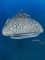 Dome to Dome
Whale Shark Rhincodon typus
Sail Rock Thailand Dome to Dome
Whale Shark Rhincodon typus
Sail Rock Thailand