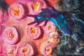 Nembrotha chamberlaini/Photographed with a Canon 60 mm macro lens at Anilao Philippines Nembrotha chamberlaini/Photographed with a Canon 60 mm macro lens at Anilao Philippines