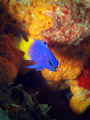Fairy Basslet Gramma loreto Fairy Basslet Gramma loreto