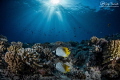 Seascape and butterfly fishes Seascape and butterfly fishes