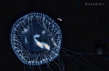 jelly fish house jelly fish house
