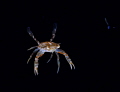 crab crab