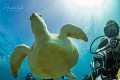 Selfie with Turtle Cancun M xico Selfie with Turtle Cancun M xico