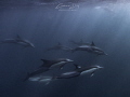 Common dolphins cruising past following a mobile baitball Sardine Run South Africa 2019 Common dolphins cruising past following a mobile baitball Sardine Run South Africa 2019