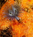 Driekantige kalkkokerworm spirobranchus triquenter Driekantige kalkkokerworm spirobranchus triquenter