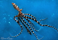 Swimming Wonderpus/Photographed with a Canon 60 mm macro lens at Lembeh Indonesia Swimming Wonderpus/Photographed with a Canon 60 mm macro lens at Lembeh Indonesia
