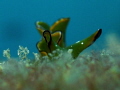 Elysia ornata Elysia ornata