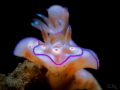 Hypselodoris
Tulamben Bali Hypselodoris
Tulamben Bali