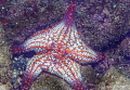 Couch Potato Sea Star/Photographed with a Canon 60 mm macro lens at San Nicolas in San Carlos Sonora Mexico Couch Potato Sea Star/Photographed with a Canon 60 mm macro lens at San Nicolas in San Carlos Sonora Mexico